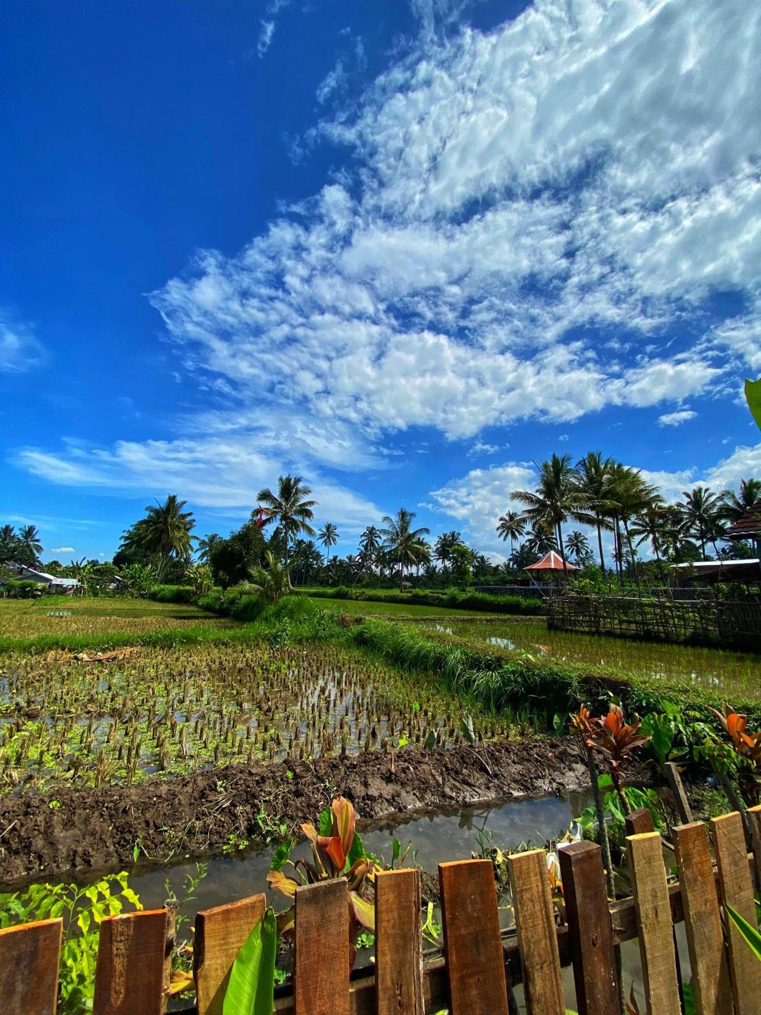 Alfarizi Homestay Tetebatu Rum bild