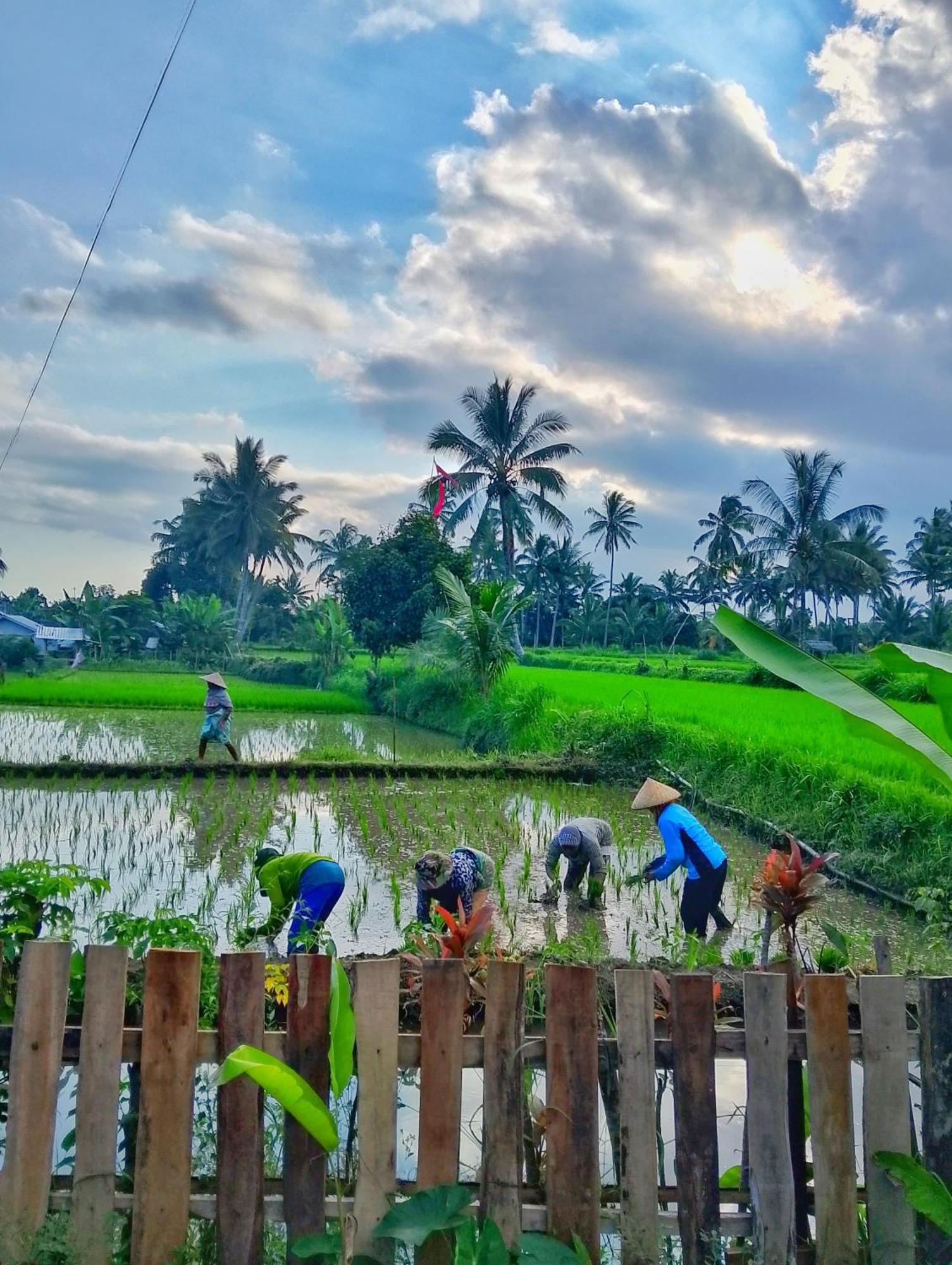Alfarizi Homestay Tetebatu Exteriör bild